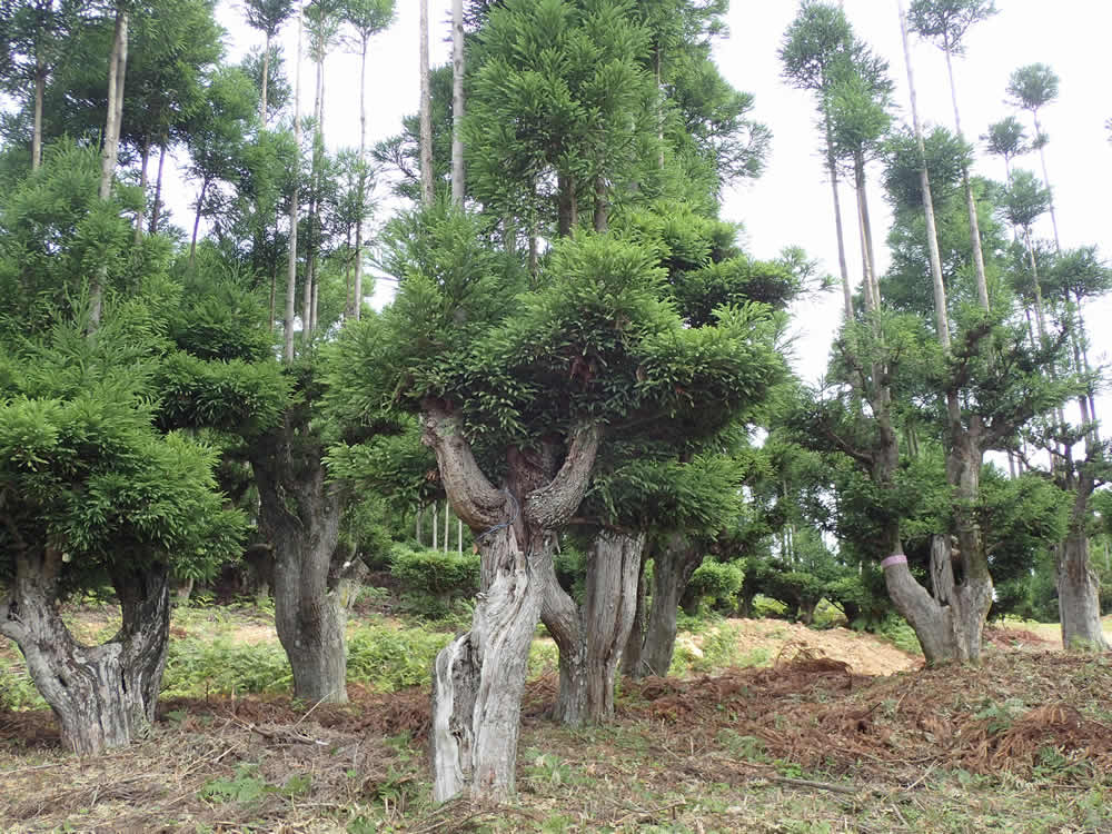 北山台杉の商品紹介 | 北山杉の藤田林業